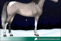 Horse Color:Platinum Bay Dun Tobiano 