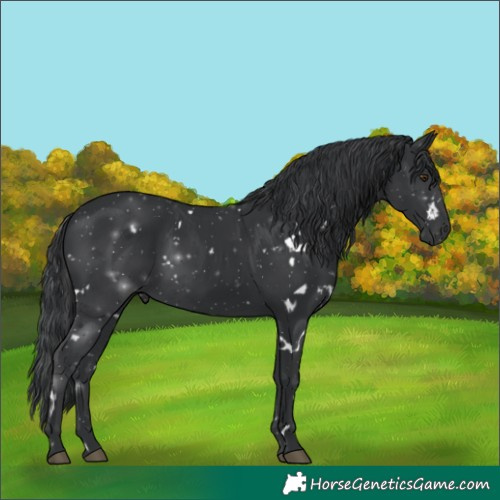 Horse Color:White Spotted Black