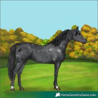 Horse Color:Black 