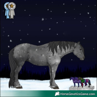 Horse Color:Black 