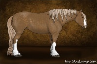 Horse Color:Chocolate Palomino 