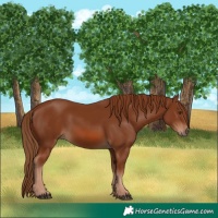 Horse Color:Chestnut 