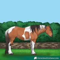 Horse Color:Bay Tobiano 