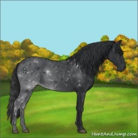 Horse Color:Black 
