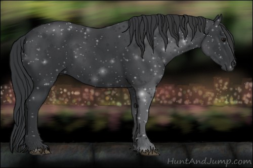 Horse Color:Black 