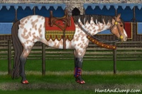 Horse Color:Bay Roan Appaloosa 