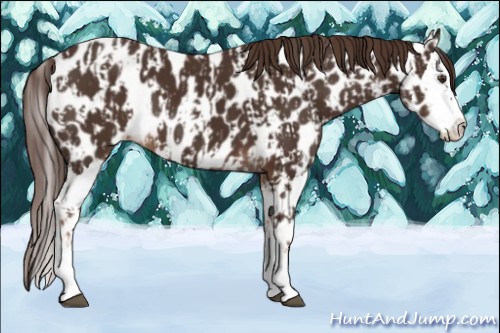 Horse Color:Liver Chestnut Sabino Splash Leopard and Liver Chestnut Sabino Splash Leopard