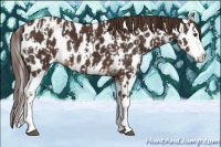 Horse Color:Liver Chestnut Sabino Splash Leopard  and Liver Chestnut Sabino Splash Leopard 