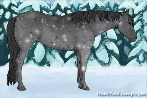 Horse Color:Black 