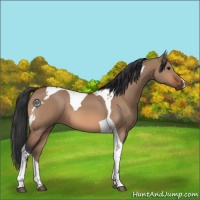 Horse Color:Bay Dun Tobiano 