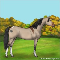 Horse Color:Brown Dun Tobiano 