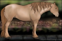 Horse Color:Liver Chestnut Pearl Sabino 