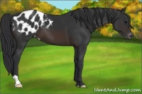 Horse Color:Brown Appaloosa 
