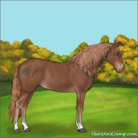 Horse Color:Chestnut Rabicano 