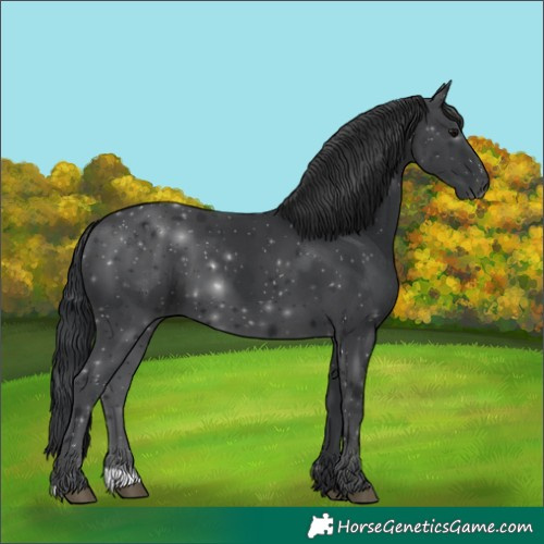 Horse Color:Black 