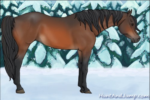 Horse Color:Brown 