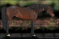 Horse Color:Brown Appaloosa 