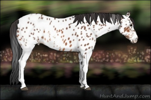 Horse Color:White Spotted Bay Appaloosa 