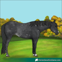 Horse Color:Black 