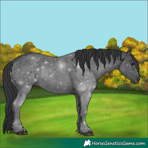 Horse Color:Black 