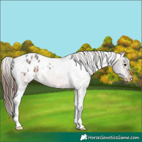 Horse Color:White Spotted Bay Roan Varnish