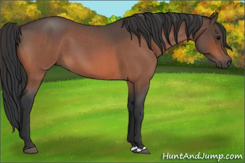 Horse Color:Bay Roan 