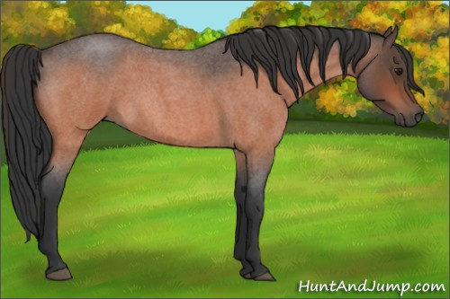 Horse Color:Bay Roan 