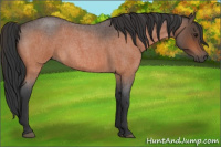 Horse Color:Bay Roan 