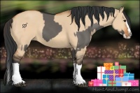 Horse Color:Grullo Sabino Splash  and Bay Dun Sabino Splash 