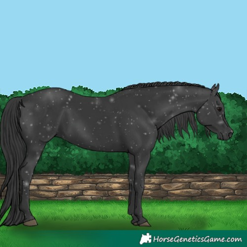 Horse Color:Black 
