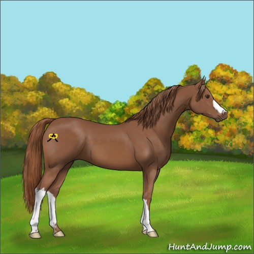 Horse Color:Chestnut 