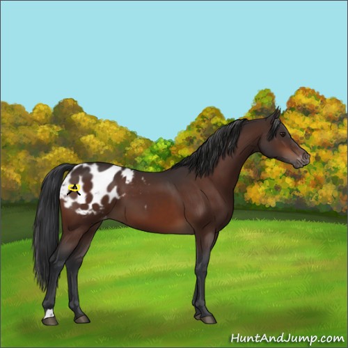 Horse Color:Brown Appaloosa 
