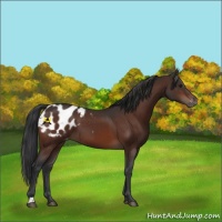 Horse Color:Brown Appaloosa 