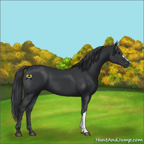 Horse Color:Black 