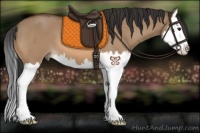Horse Color:Bay Dun Splash 