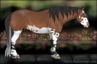 Horse Color:Bay Splash 