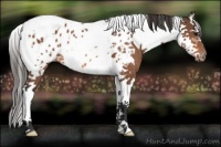 Horse Color:Bay Splash Tobiano Frame Appaloosa