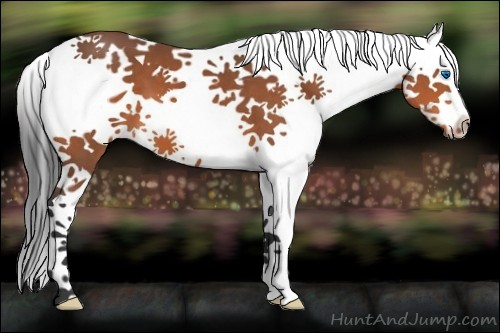Horse Color:White Spotted Bay Splash Tobiano