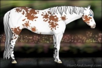 Horse Color:White Spotted Bay Splash Tobiano 