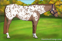 Horse Color:Chestnut Near Leopard 