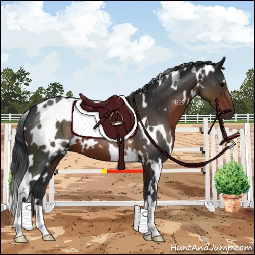 Horse Color:White Spotted Brown 