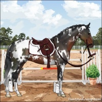 Horse Color:White Spotted Brown 