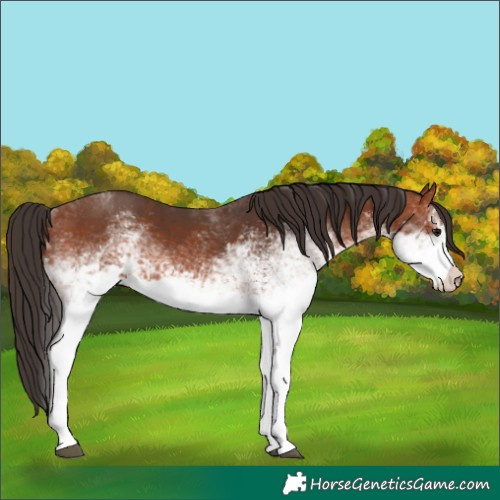 Horse Color:White Spotted Bay 