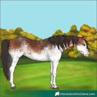 Horse Color:White Spotted Bay