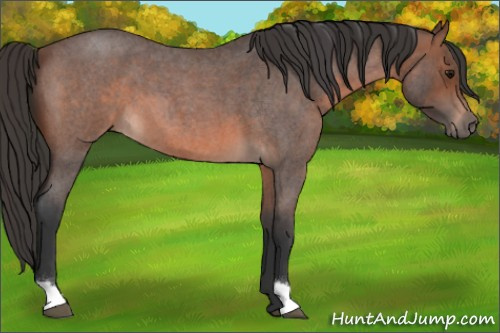 Horse Color:Brown Roan 