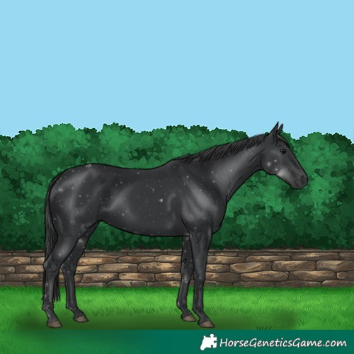 Horse Color:Black 