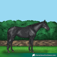 Horse Color:Black 