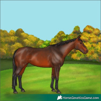 Horse Color:Bay 