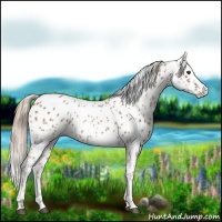 Horse Color:Chestnut Appaloosa