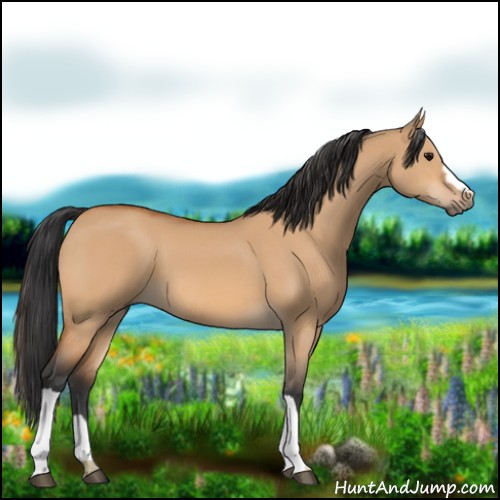 Horse Color:Bay Dun